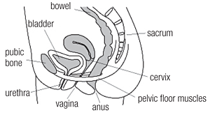 pelvic floor anatomy